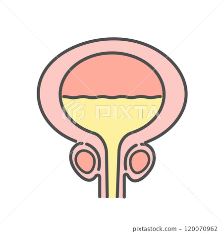 Bladder male illustration 120070962