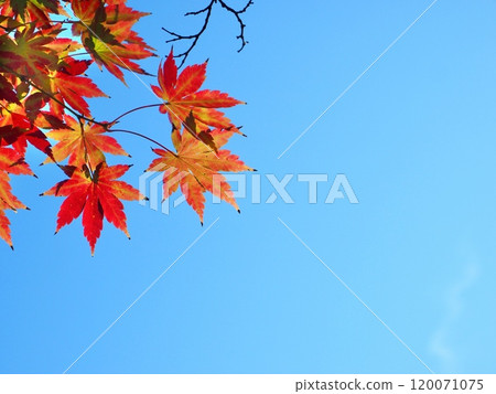 秋天的圖像素材、秋葉和藍天背景 秋天的圖像素材、秋葉和藍天背景 120071075