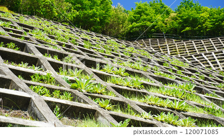 Scenery of Morimachi, Shuchi District, Shizuoka Prefecture (lattice-shaped retaining wall constructed on Lake Kawasemi) Scenery of Morimachi, Shuchi District, Shizuoka Prefecture (lattice-shaped retaining wall constructed on Lake Kawasemi) 120071085