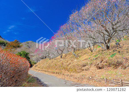 神奈川縣湯河原町,無需攀爬即可享受散步的關東湯河原梅林、幕山、西北方向的庭園小路景觀(1) 神奈川縣湯河原町,無需攀爬即可享受散步的關東湯河原梅林、幕山、西北方向的庭園小路景觀(1) 120071282
