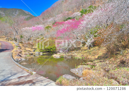 Kanto, Yugawara Plum Grove, A pond on the path heading northwest that can be enjoyed without climbing Makuyama, Yugawara Town, Kanagawa Prefecture (2) Kanto, Yugawara Plum Grove, A pond on the path heading northwest that can be enjoyed without climbing Makuyama, Yugawara Town, Kanagawa Prefecture (2) 120071286