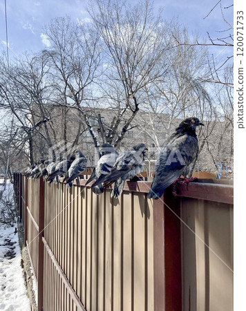 Pigeon birds on a fence against a blue sky background 120071733