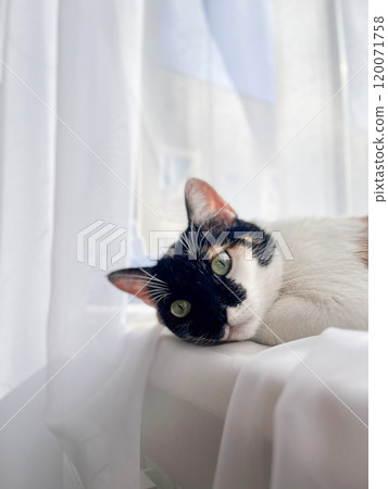 A calico cat rests on a windowsill with transparent curtains A calico cat rests on a windowsill with transparent curtains 120071758