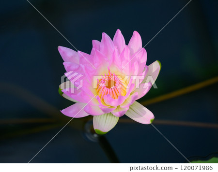 睡蓮 ployden 花 120071986