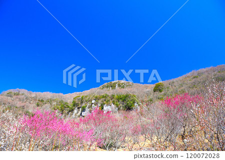 Kanto, Yugawara Plum Grove, Red and White Plums, and Giant Rocks: Beautiful Scenery in the Western Area of Makuyama, Yugawara Town, Kanagawa Prefecture (2) 120072028