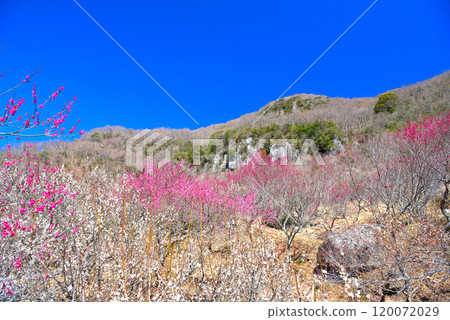 Kanto - Yugawara Plum Grove - Beautiful scenery in the west area of Makuyama where you can enjoy red and white plum blossoms and huge rocks - Yugawara Town, Kanagawa Prefecture (3) 120072029