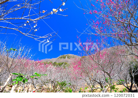 關東 - 湯河原梅林 - 幕山西區的紅白梅花和巨石美景 - 神奈川縣湯河原町 (5) 120072031