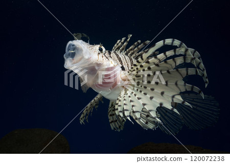 Lionfish, Scorpionfish, Lionfish, Venomous fish, Yawn, Fish yawn 120072238