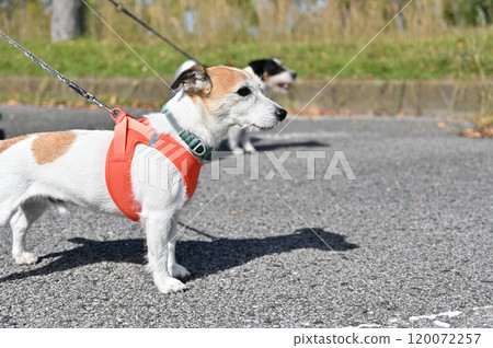 Two Jack Russell Terriers on a walk Two Jack Russell Terriers on a walk 120072257