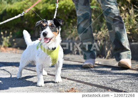 A cute smiling Jack Russell terrier A cute smiling Jack Russell terrier 120072268