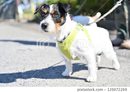Looking at Jack Russell Terrier 120072269