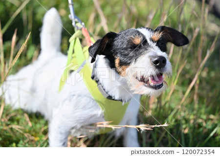 微笑傑克羅素梗犬散步 120072354