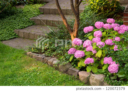 Flowers, plant and garden outdoor with hydrangea, grass and green nature with growth, soil and leaves. Natural environment, floral and landscape for sustainability, species and eco in Korea. Flowers, plant and garden outdoor with hydrangea, grass and green nature with growth, soil and leaves. Natural environment, floral and landscape for sustainability, species and eco in Korea. 120072379