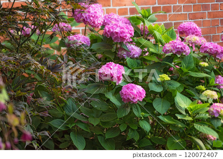 Hydrangea flowers, outdoor or plants in bush, botanical garden and park or blooming in nature. Brick wall, blossom and countryside with botany for peace in ecosystem, wilderness and vegetation growth 120072407