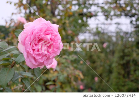 玫瑰粉紅色 玫瑰粉紅色 120072414