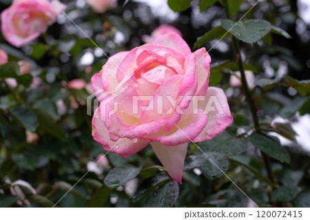玫瑰粉紅色 120072415