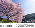 Kawazu cherry blossoms shining against the blue sky 4 120072990