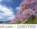 Kawazu cherry blossoms shining against the blue sky 5 120072992