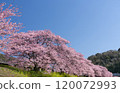 Kawazu cherry blossoms shining against the blue sky 6 120072993