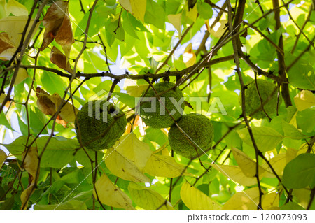Maclura pomifera fruit or Adam apple growing on tree. Mulberry family (Moraceae) used in alternative medicine joints sciatica.osage orange Maclura pomifera fruit or Adam apple growing on tree. Mulberry family (Moraceae) used in alternative medicine joints sciatica.osage orange 120073093