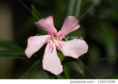 Pink oleander flower under sunlight. Oleander, also known as nerium oleander or rosebay, is cultivated worldwide. 120073099
