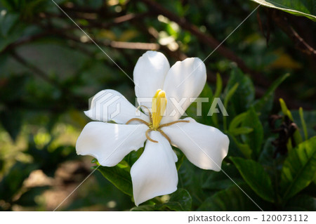 Gardenia Jasminoides flower blooming in the garden with green leaves. Commonly known as Gardenia and Cape Jasmine, is an evergreen flowering plant in the coffee family Rubiaceae. White flower 120073112