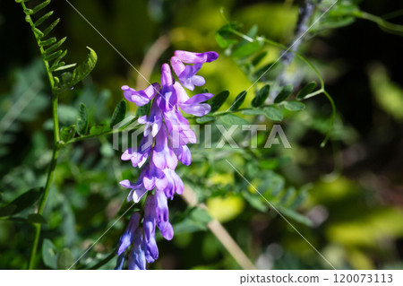 Vetch, vicia cracca valuable honey plant, fodder, and medicinal plant. Fragile purple flowers background. Woolly or Fodder Vetch blossom in garden. Vetch, vicia cracca valuable honey plant, fodder, and medicinal plant. Fragile purple flowers background. Woolly or Fodder Vetch blossom in garden. 120073113