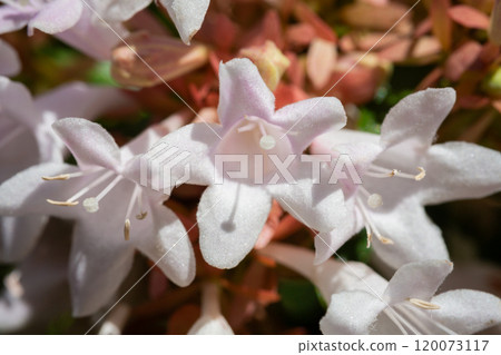 Close-up of abelia grandiflora flowers during summer flowering. Small white flowers on the bush. 120073117