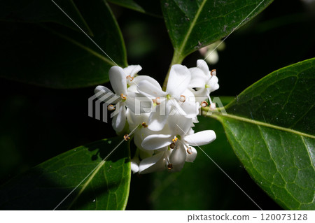 Osmanthus fragrans macro. Small white flowers on a branch in the garden. The fragrance of osmanthus flowers is used in perfumery. Osmanthus fragrans macro. Small white flowers on a branch in the garden. The fragrance of osmanthus flowers is used in perfumery. 120073128