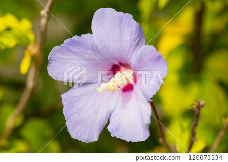 blue flower of the Syrian hibiscus, also known as the Rose of Sharon (Hibiscus syriacus). Its delicate blue petals resemble the wings of fairies, which, according to legend, hide in flowers. 120073134