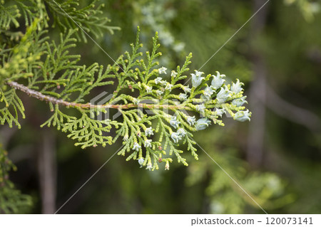 Thuja or cypress green branches with blue, turquoise cones, close-up. Platycladus orientalis, Chinese thuja arbovitae, juniper coniferous tree of the Cupressaceae family. Thuja or cypress green branches with blue, turquoise cones, close-up. Platycladus orientalis, Chinese thuja arbovitae, juniper coniferous tree of the Cupressaceae family. 120073141