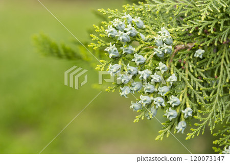 Thuja or cypress green branches with blue, turquoise cones, close-up. Platycladus orientalis, Chinese thuja arbovitae, juniper coniferous tree of the Cupressaceae family. Thuja or cypress green branches with blue, turquoise cones, close-up. Platycladus orientalis, Chinese thuja arbovitae, juniper coniferous tree of the Cupressaceae family. 120073147