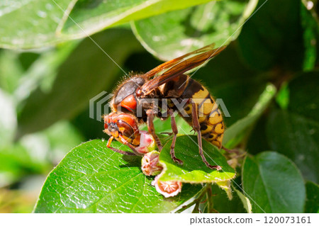 A macro shot of a hornet Vespa crabro seen nectaring on ivy flowers 120073161