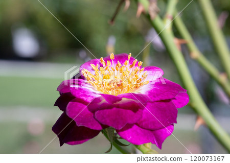 Beautiful flowers on a rose bush Rosa Violacea, also known as La Belle Sultane. a purple rose in the garden 120073167
