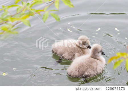 Swan babies in water. Two grey little Mute swan cygnets swimming in lake Geneva. Cygnus color in spring. Swan babies in water. Two grey little Mute swan cygnets swimming in lake Geneva. Cygnus color in spring. 120073173