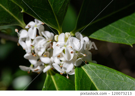 Osmanthus fragrans macro. Small white flowers on a branch in the garden. The fragrance of osmanthus flowers is used in perfumery. 120073213