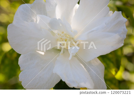 One white flower of hibiscus syriacus plant, commonly known as Korean rose, rose of Sharon, Syrian ketmia, shrub althea or rose mallow, in a garden in a summer day 120073221