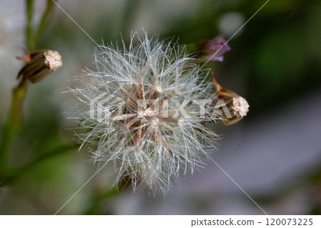 Beauty in nature dandelion seeds closeup blowing in blue green turquoise background. Closeup of dandelion on meadow background, artistic nature macro. Spring summer natural colored lush foliage 120073225