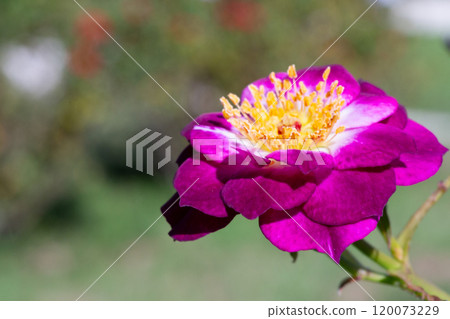Beautiful flowers on a rose bush Rosa Violacea, also known as La Belle Sultane. a purple rose in the garden Beautiful flowers on a rose bush Rosa Violacea, also known as La Belle Sultane. a purple rose in the garden 120073229