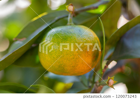 Green sweet mandarins grow on tree. Unripe citrus mandarine on green branch. Mandarin orange tree. Tangerine. Branch with fresh ripe tangerines and leaves image. Selective soft focus. 120073243