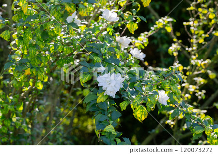 One white flower of hibiscus syriacus plant, commonly known as Korean rose, rose of Sharon, Syrian ketmia, shrub althea or rose mallow, in a garden in a summer day One white flower of hibiscus syriacus plant, commonly known as Korean rose, rose of Sharon, Syrian ketmia, shrub althea or rose mallow, in a garden in a summer day 120073272
