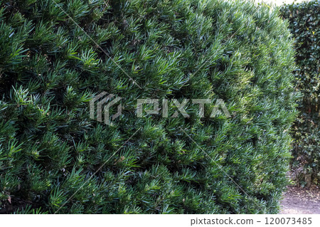 A Japanese quince (Podocarpus sieboldii) that is resistant to sea breezes and can be used as a hedge A Japanese quince (Podocarpus sieboldii) that is resistant to sea breezes and can be used as a hedge 120073485
