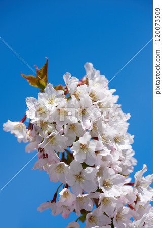 Botany, nature and garden with cherry blossom for bright, colorful or display in season. Closeup, earth and wallpaper in spring in field, plants or outdoor landscape as background or flowers texture Botany, nature and garden with cherry blossom for bright, colorful or display in season. Closeup, earth and wallpaper in spring in field, plants or outdoor landscape as background or flowers texture 120073509