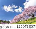 Kawazu cherry blossoms shining against the blue sky 7 120073607
