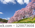 Kawazu cherry blossoms shining against the blue sky 8 120073608