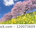 Kawazu cherry blossoms shining against the blue sky 9 120073609