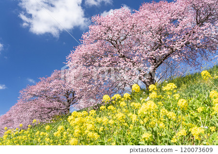Kawazu cherry blossoms shining against the blue sky 9 120073609