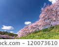 Kawazu cherry blossoms shining against the blue sky 10 120073610