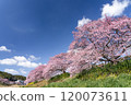 Kawazu cherry blossoms shining against the blue sky 11 120073611