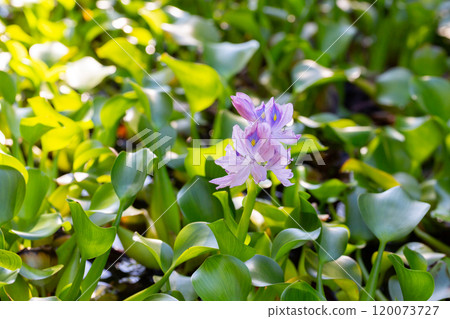 Stunning close-up of purple water hyacinth (Eichhornia crassipes) blooms amid green leaves. Ideal for nature, floral, botanical, and aquatic-themed visuals. Stunning close-up of purple water hyacinth (Eichhornia crassipes) blooms amid green leaves. Ideal for nature, floral, botanical, and aquatic-themed visuals. 120073727